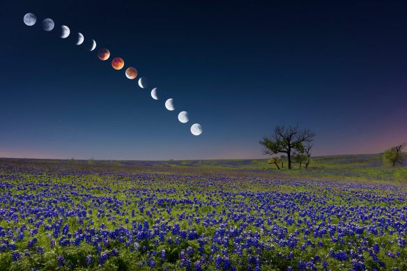 After staying out till 6 a.m. on April 15, photographing the different phases of the eclipse over a spectacular field of bluebonnets near Ennis, Texas, Mike Mezeul II created this fabulous composite that was making the rounds on Facebook, among other places. Prints are available at http://tinyurl.com/nkazyum. (Credit: Mike Mezeul II.)