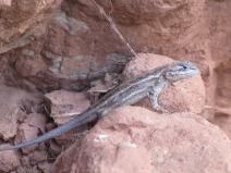 A lizard lounges in Palo Duro Canyon.